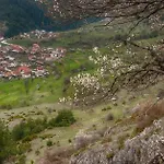 здравец