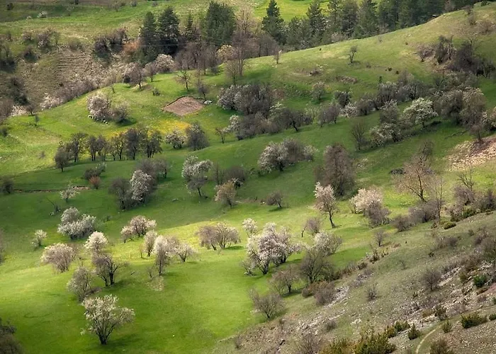здравец Yagodina